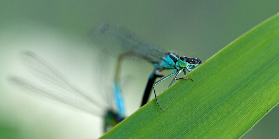 Agrion élégant (Ishnura elegans) © J.-J. Carlier